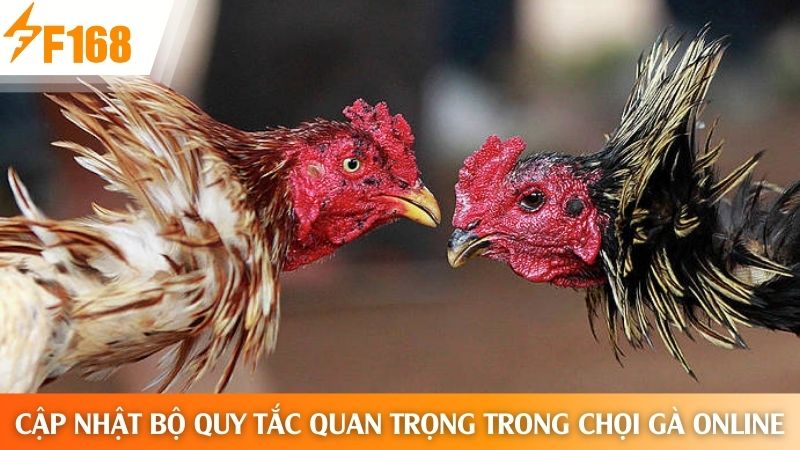 Bộ quy tắc khi tham gia cược đá gà trực tuyến