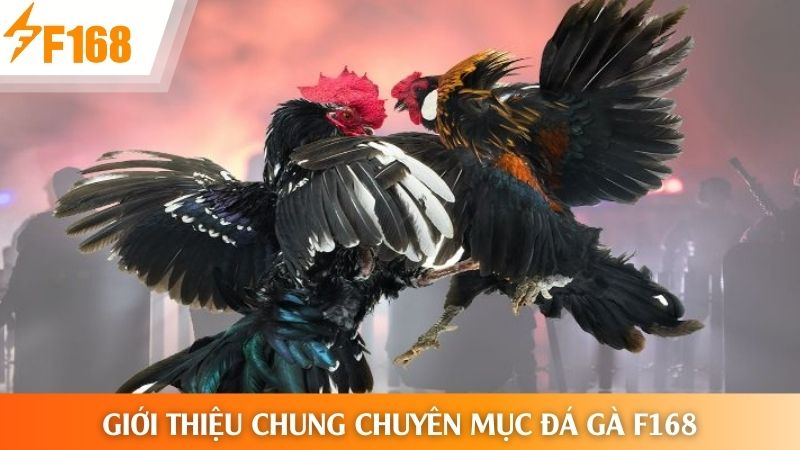 Giới thiệu chung chuyên mục đá gà F168